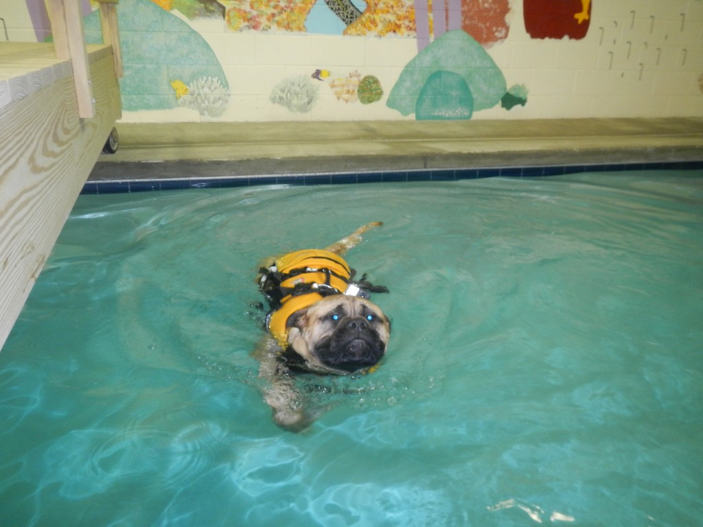 Bogart the swimming Bullmastiff