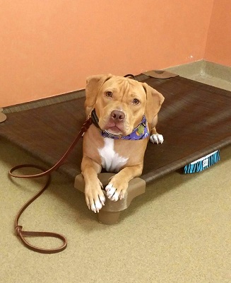 Dog Training Tips