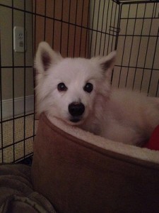 Dog Training Tips1