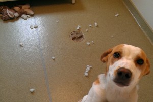 Dog Training Tips2