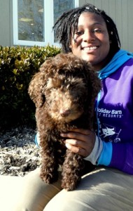 Labradoodle History