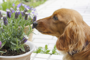 Lavender for your dog.