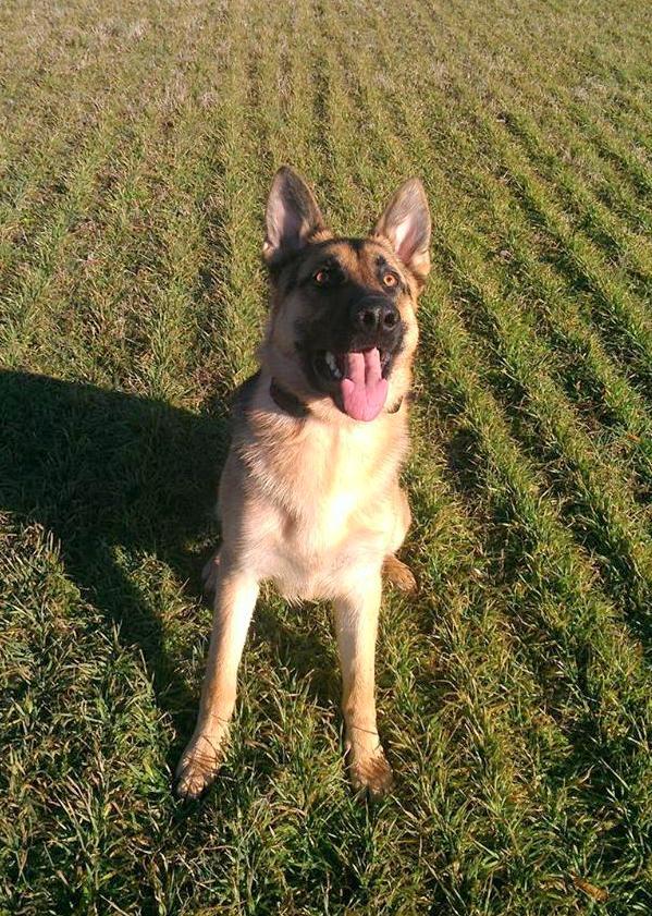 Training a German Shepherd