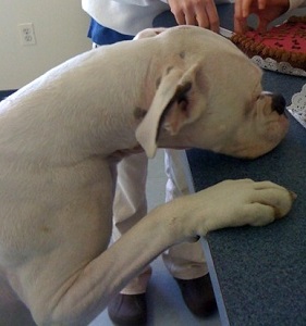 Learning Canine Body Language