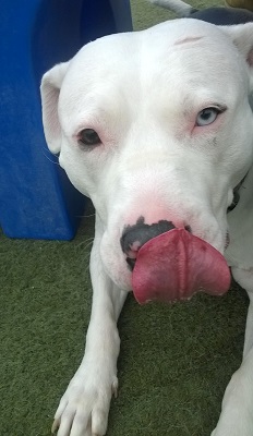 healthy treats for your dog
