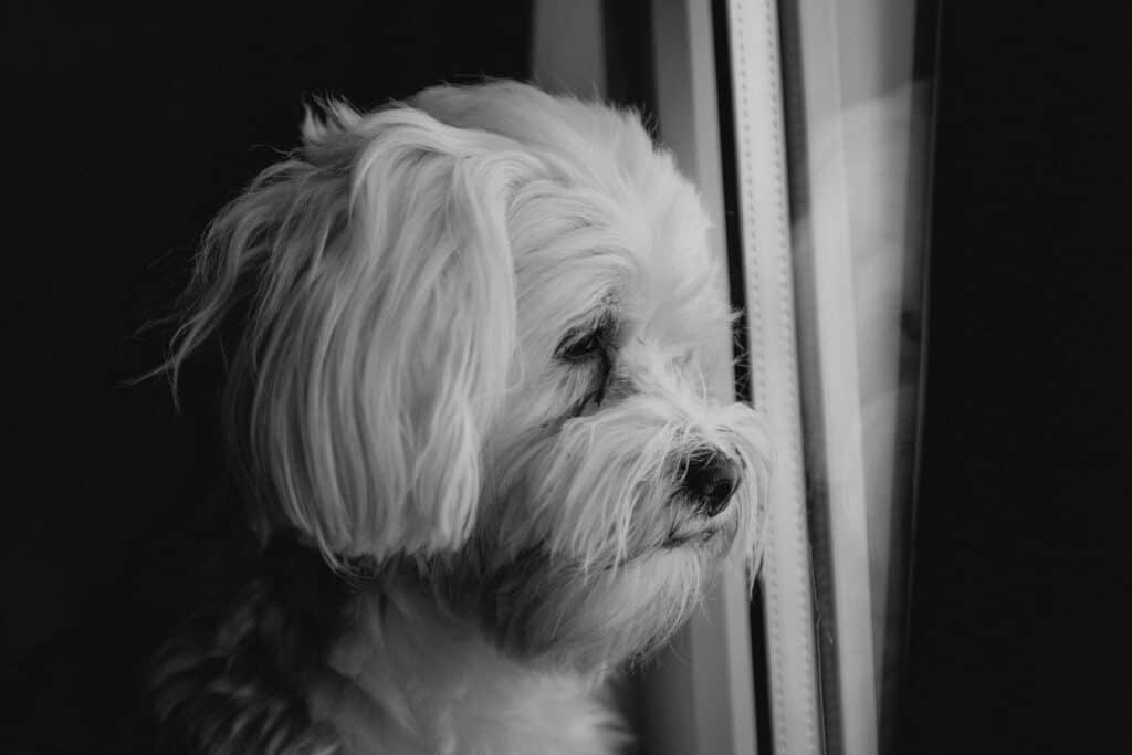 White dog missing her owner is looking out the window sadly.