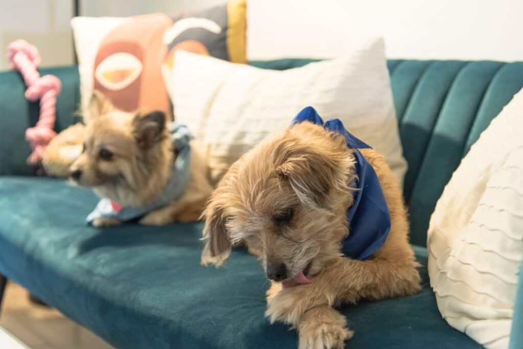 Bored dog wearing a bandana while sitting on a couch, licking its paws. 