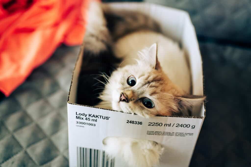 White and brown longhaired kitten sitting in white cardboard box, staring lovingly
