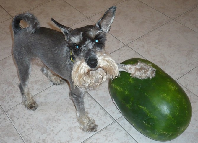 Schnauzer puppy being possessive over it's watermelon.