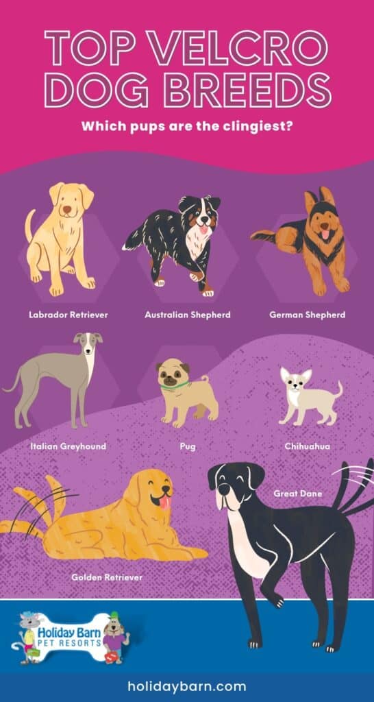 Infographic of the top velcro dog breeds, including chihuahua, golden retriever, and pug