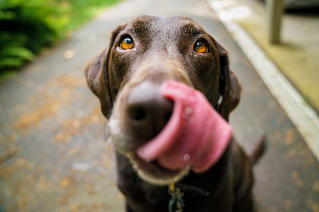 Closeup of a Chocolate Lab licking its lips