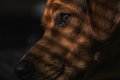 10 commandments of canine respect