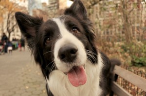 2018 Fall Dog Friendly events