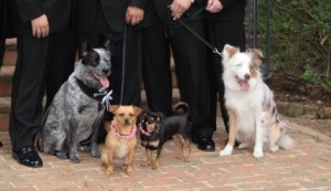 Your Paw-fect Wedding