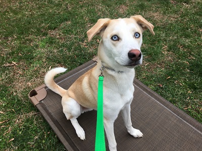 5 principles of Dog Training