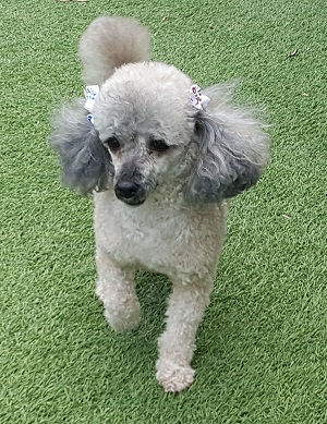 7 Ways to Keep your Dog Looking Good In-Between Grooms