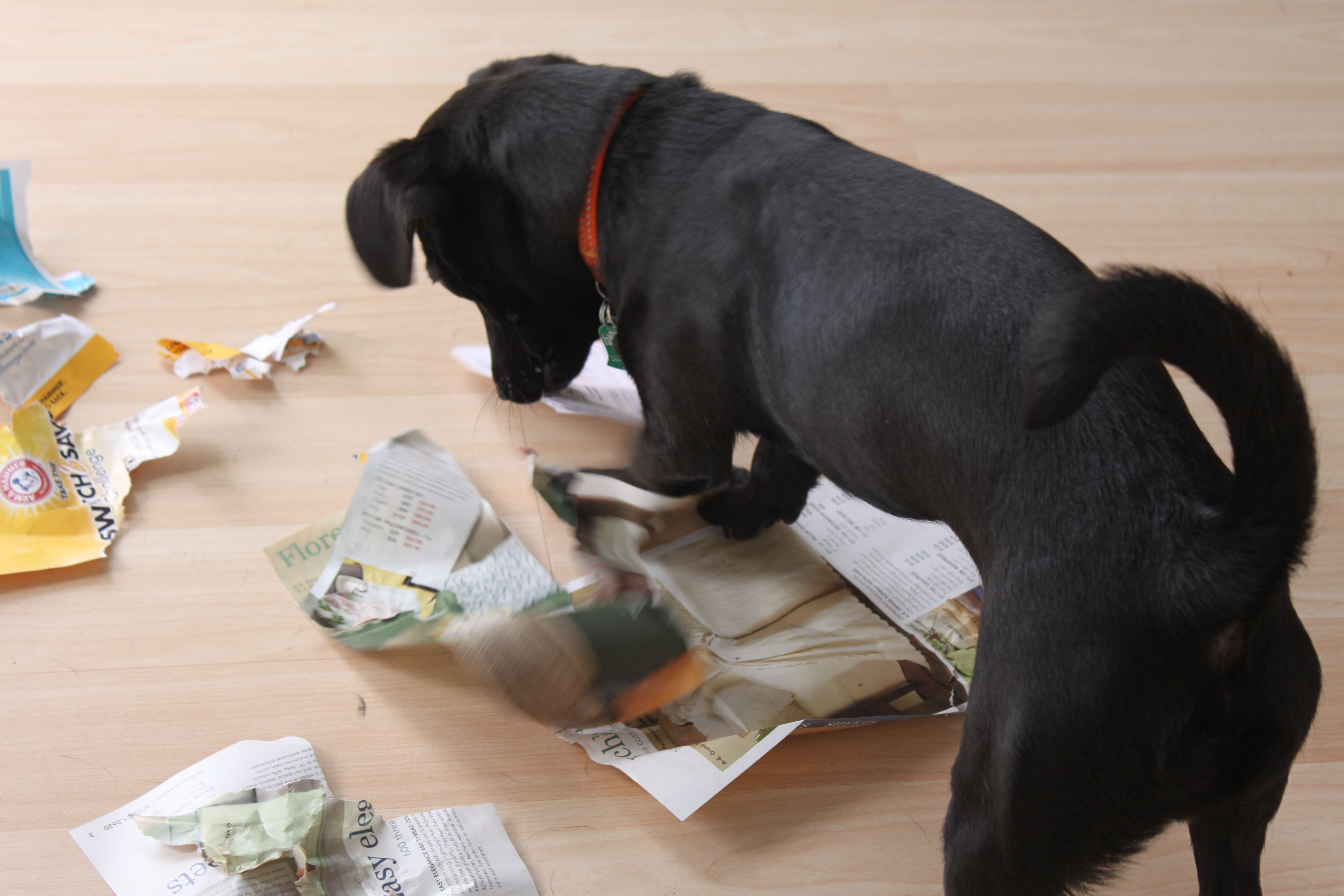 Are Dogs Capable of Malice
