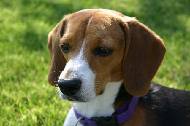 Beagle