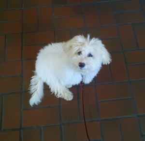 why do dogs scoot their butt