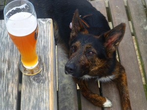 Bow wows and Brews