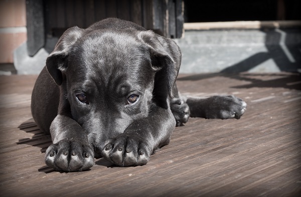 Canine Wiles
