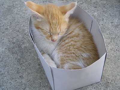 Cats and Boxes