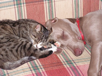 Decorating for households with pets