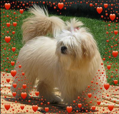 unprovoked aggression in dogs