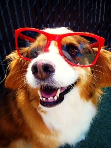 Do dogs have a sense of humor?