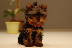 Dog Breeders in Virginia