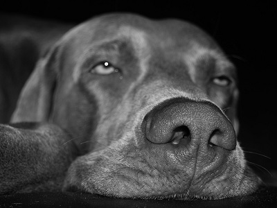 A dog lays tiredly on the ground.