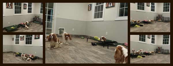 Dog Room
