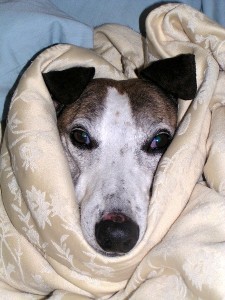 Doggie Cold