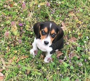Ellie Mae