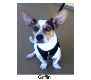 Griffin