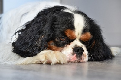 Heartworm disease