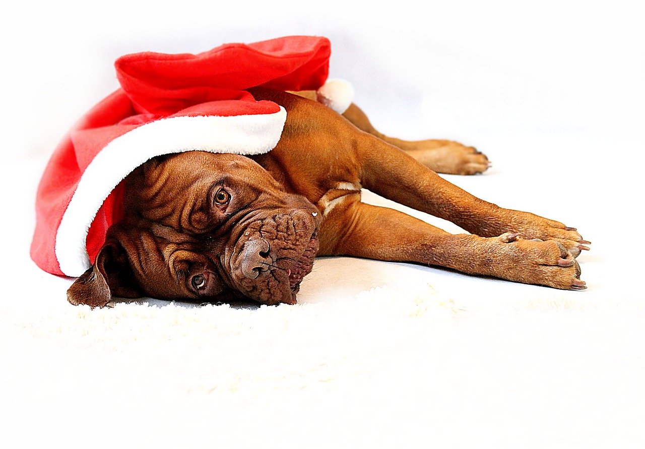 Helping Pets in Need During the Holidays