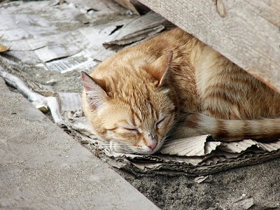 Homeless cats