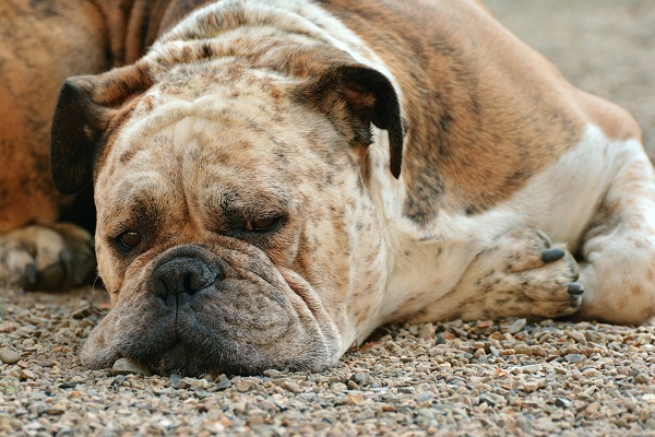 How to Know if your Dog is in Pain