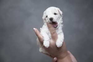 How to Teach your Dog not to bite