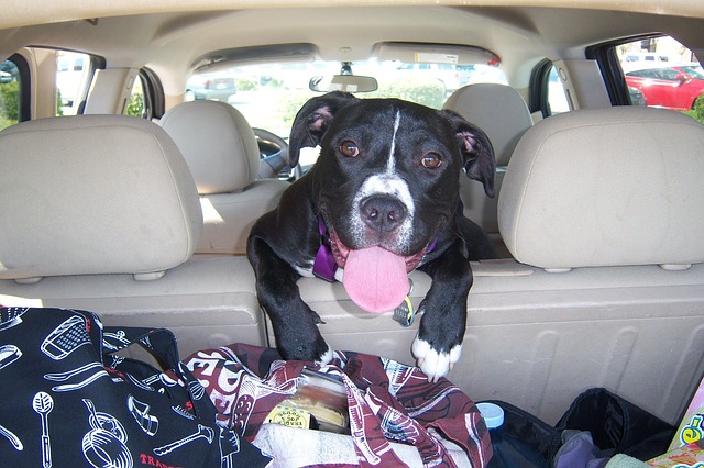 How to Train Your Dog to Ride in a Car...