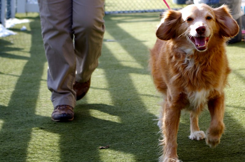 Importance of Walking Your Dog
