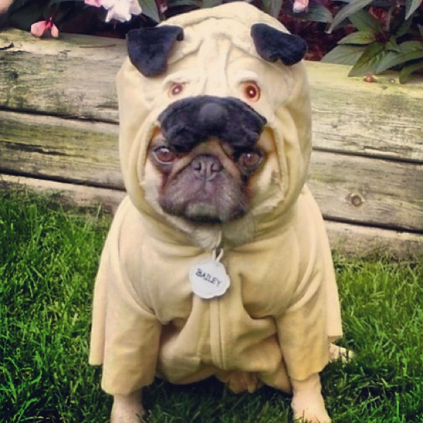Is my dog a purebred