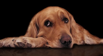 Dog Boredom