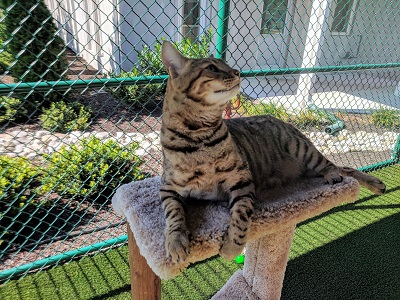 Is your housecat bored