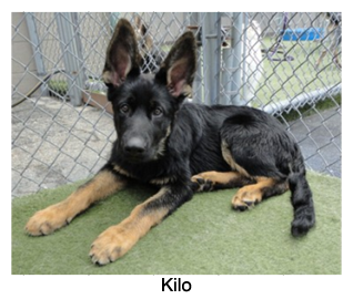 Kilo
