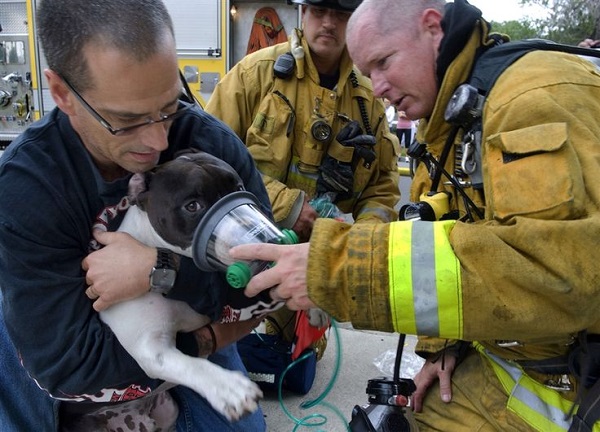 National Pet Fire Safety Day