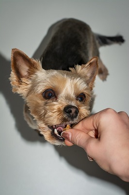 Nutritional Supplements and your Pet