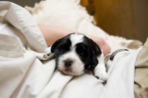 Pawternity Leave