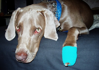 Pet First Aid kit
